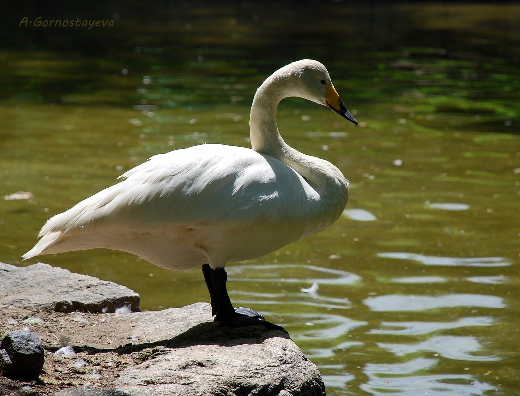 Лебедь -  символ чистоты и благородства. - Anna Gornostayeva