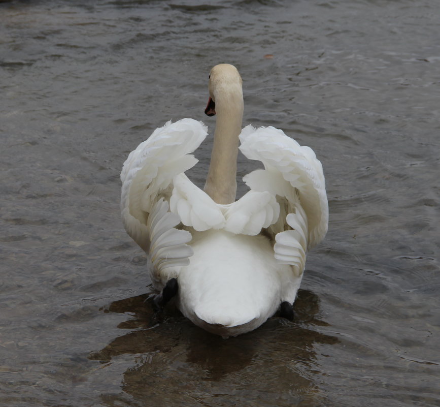 Лебедь белая плывет - Валентина 