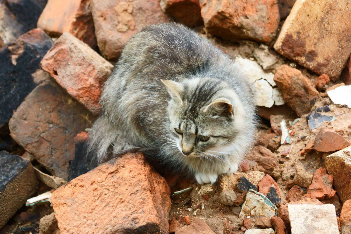 Домашний кот. - Андрей Иванов