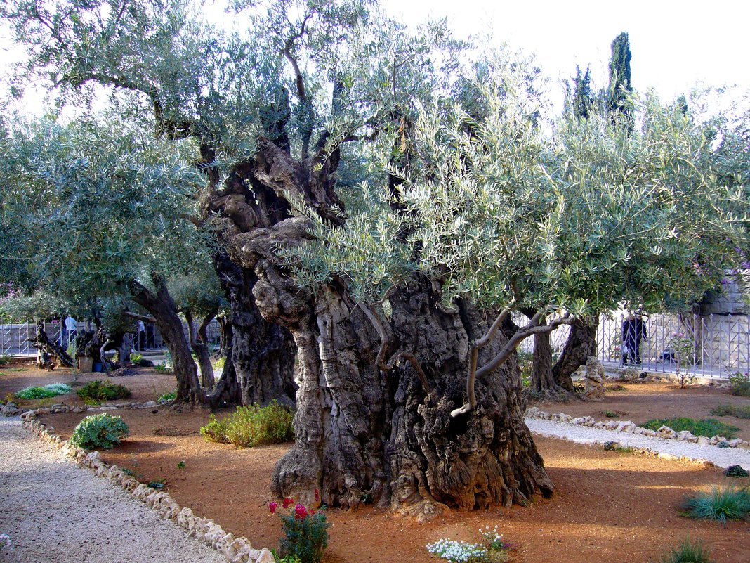 Древние оливы в Гефсиманском саду - Наталья Маркелова