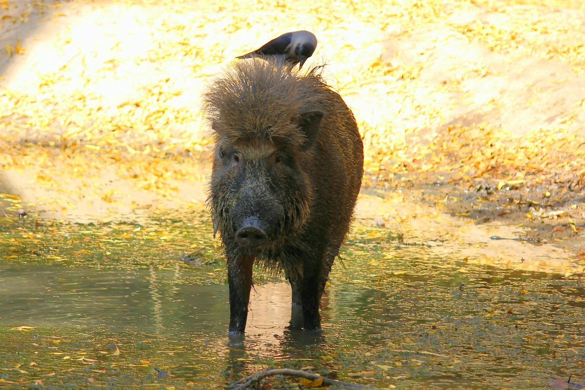 wild boar - Александр Бычков