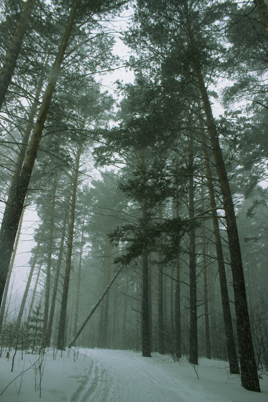 Прогулка по лесу - Юрий Залипаев