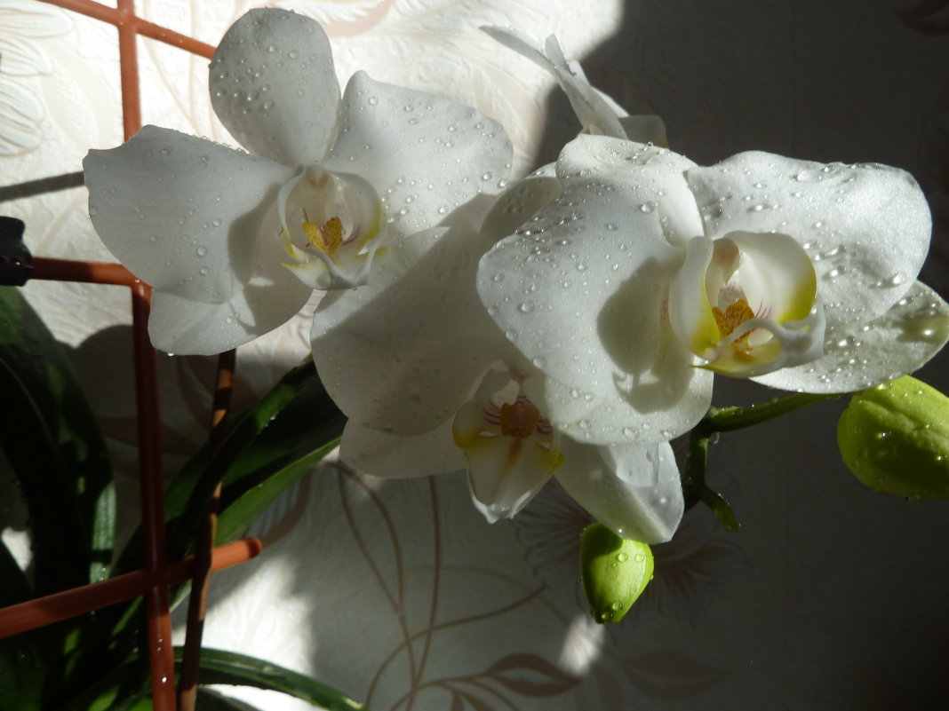 Белая орхидея. - Валюша Черкасова