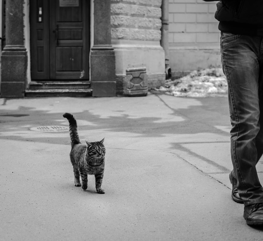 Знакомьтесь - Кот... Просто Кот.. - Елизавета Вавилова