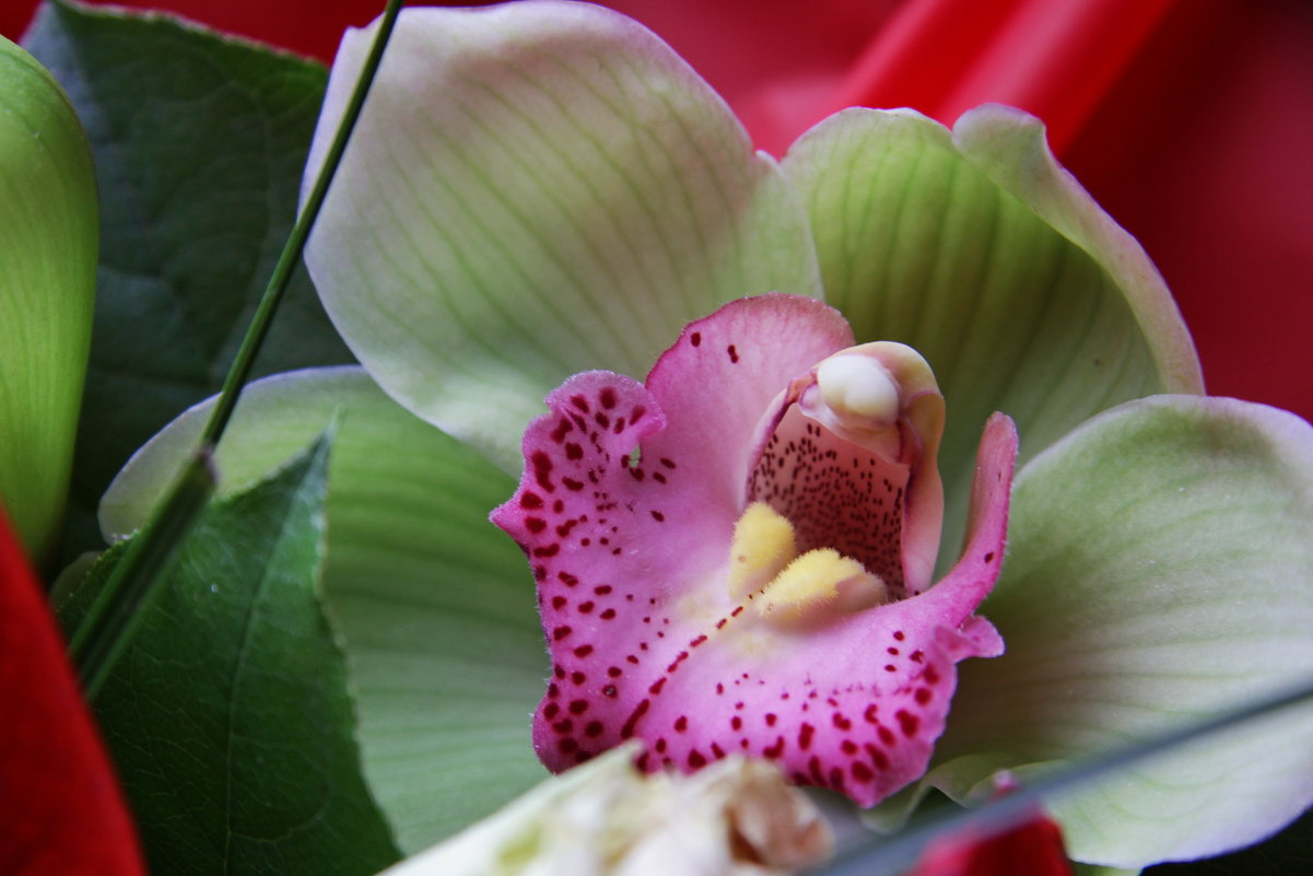 orhideya - darya or