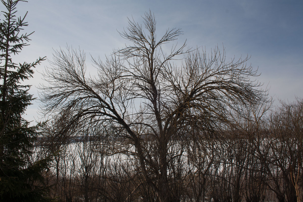 Разлапистое дерево - Игорь Ковалевский