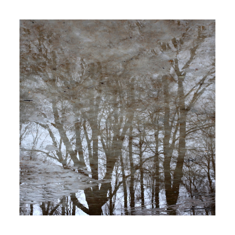 деревья-03 - наташа савельева 