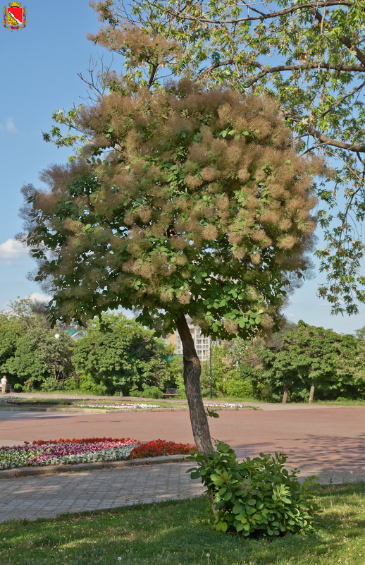 Растёт такое дерево в Воронеже. Скумпия кожевенная - Алексей Шаповалов Стерх