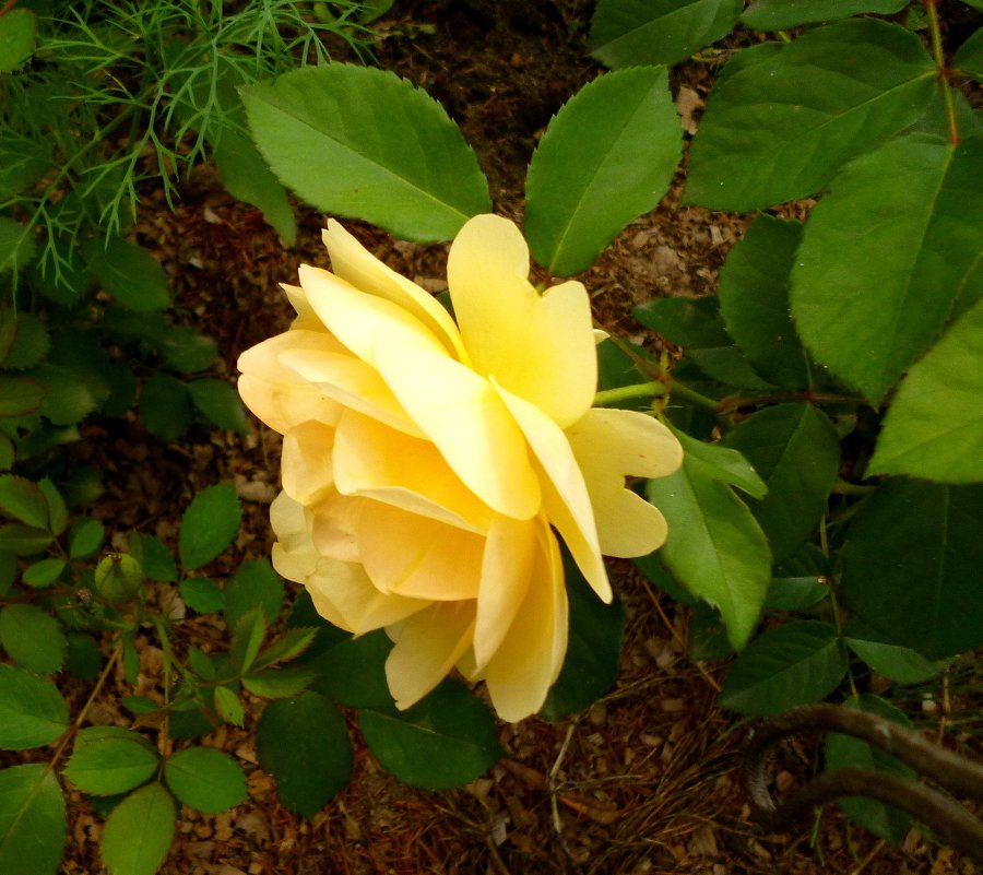 Жёлтая роза - Mary Коллар