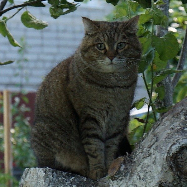 Фотография кошки Матрёны на яблоне - Юрий А. Денисов