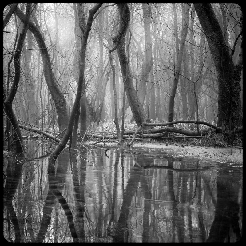 Лесные нервы - Valery Penkin