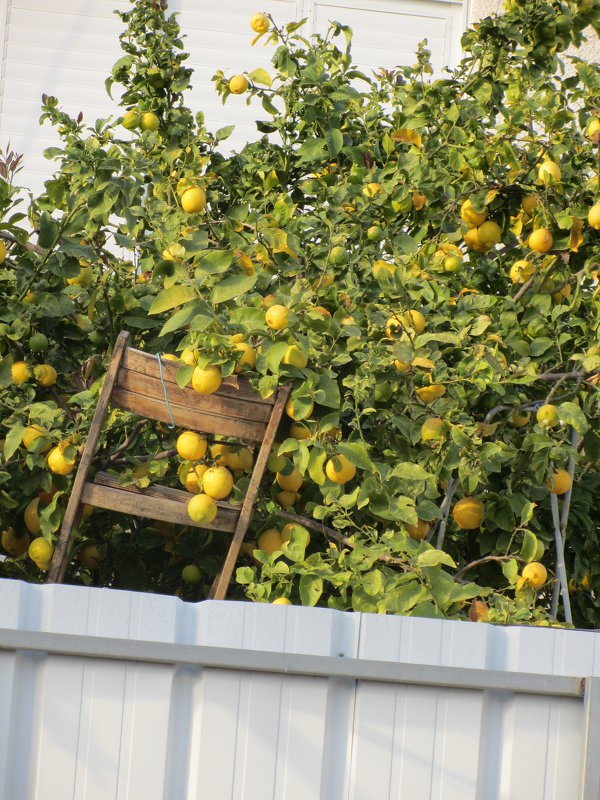 Икак все эти лимоны умещаются - Герович Лилия 