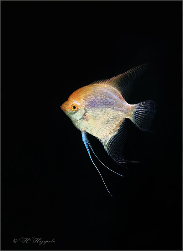 Рыбка - NaNaz 