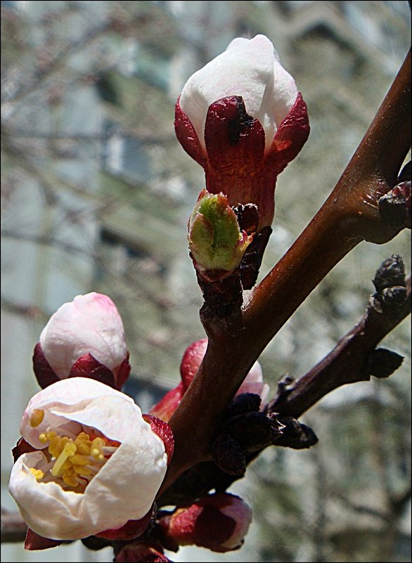 Апрельское начало цветения абрикоса - Нина Корешкова