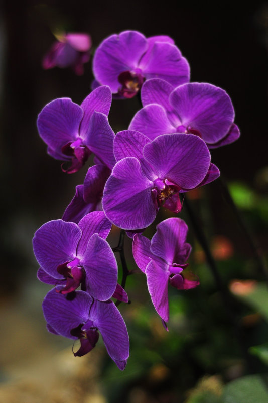 орхидея - Августа 