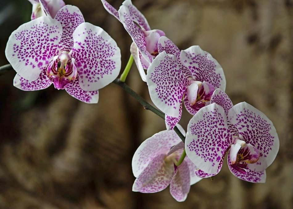 Орхидея доритинопсис Счастливый Король Тейды - Ирина Приходько