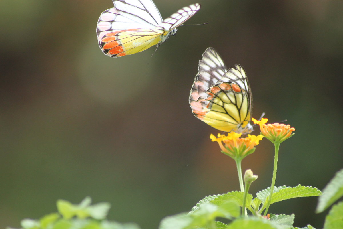 Бабочки это летающие цветы - maikl falkon 