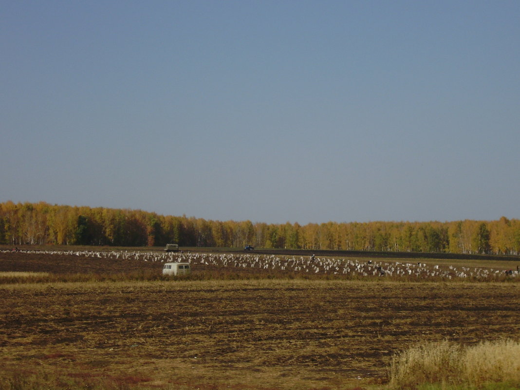 картофельное поле - ирина амблямова