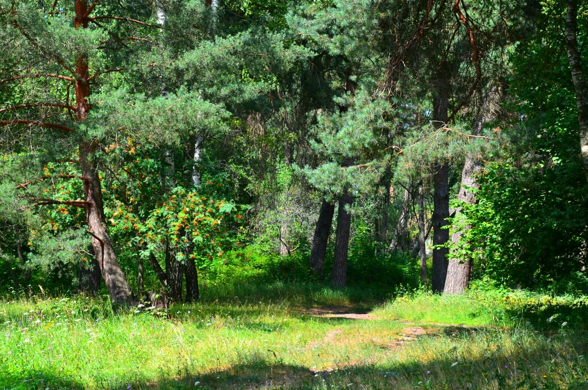 Летом в лесу - Милешкин Владимир Алексеевич 