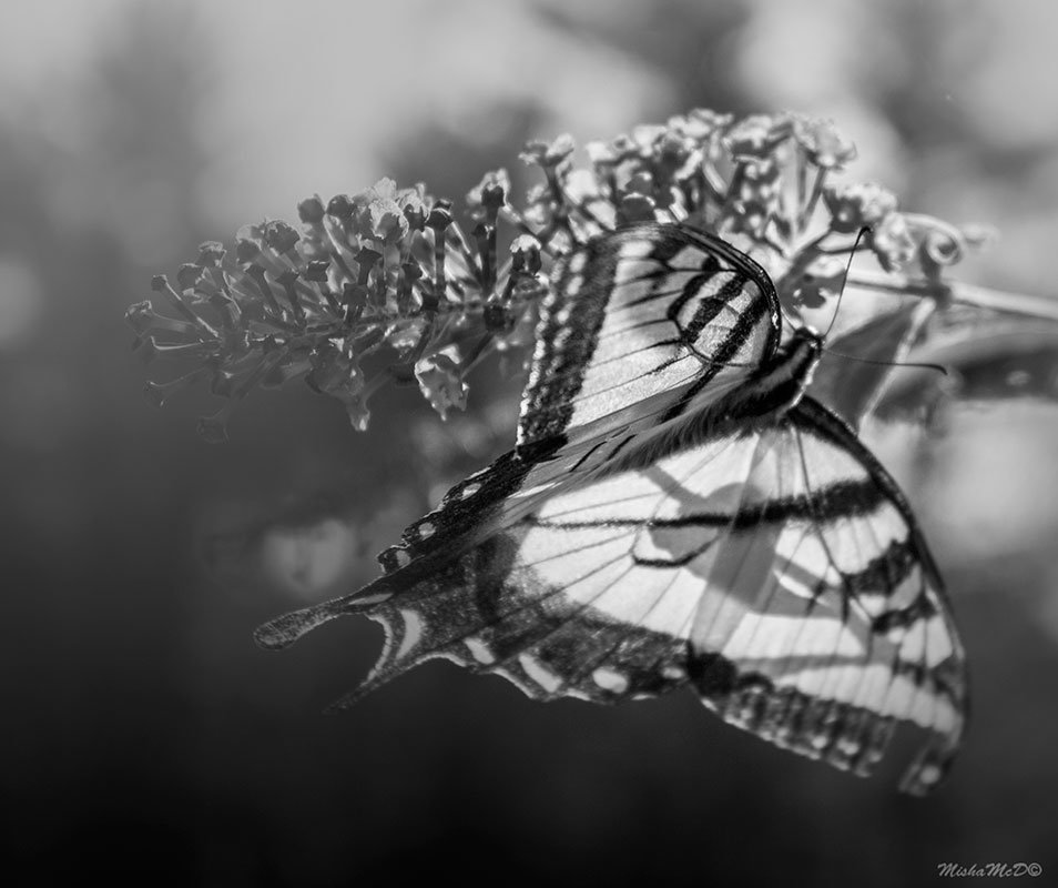 nature in black and white - Misha McD