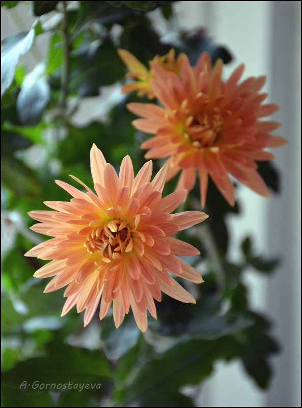 Хризантема - солнечный цветок Японии - Anna Gornostayeva