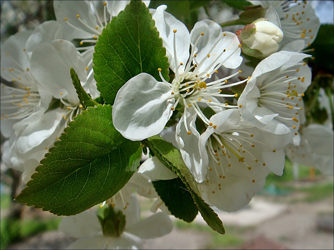 Вишнёвый цвет в апреле - Нина Корешкова