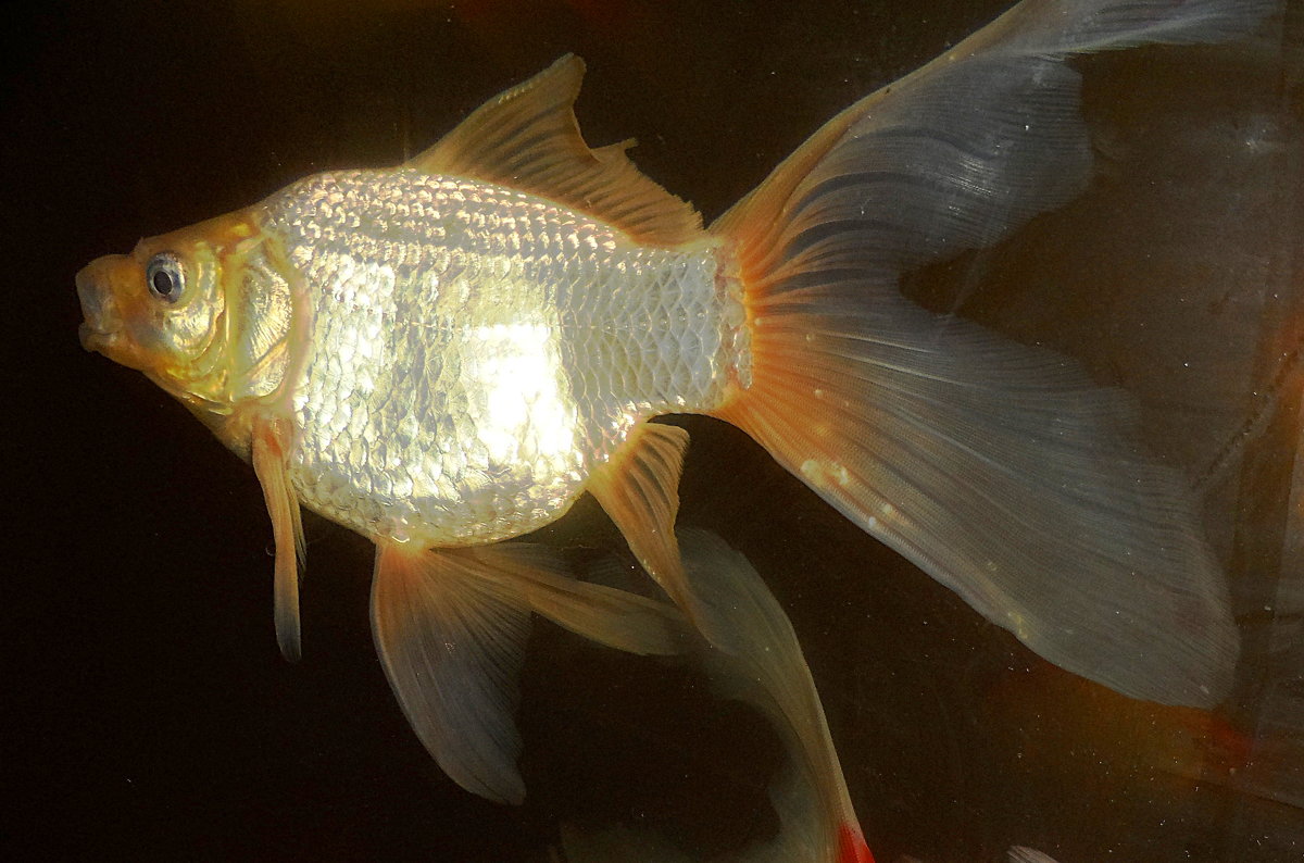 Золотая рыбка - Галина 