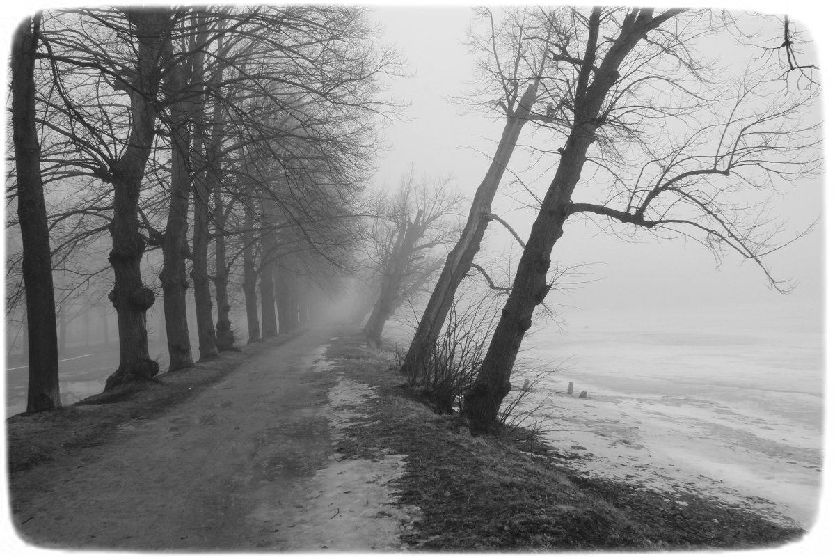 Липовая аллея в тумане - Lesya Vi