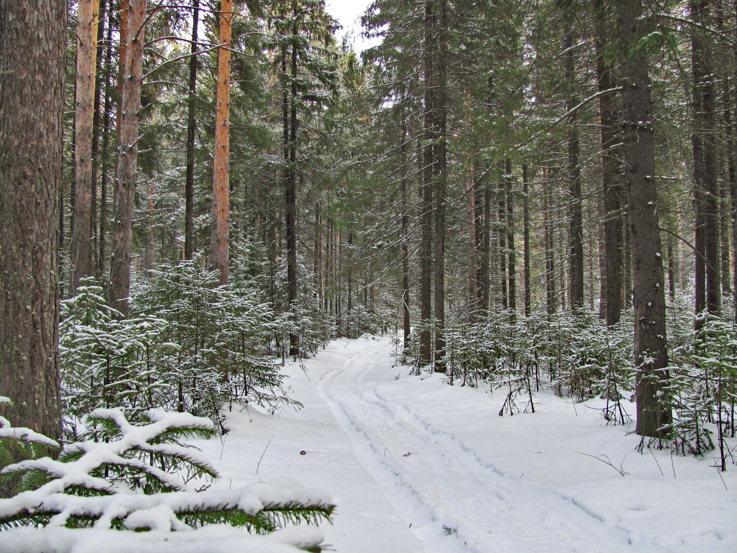 Дорога в зимнем лесу - Yury Kuzmič