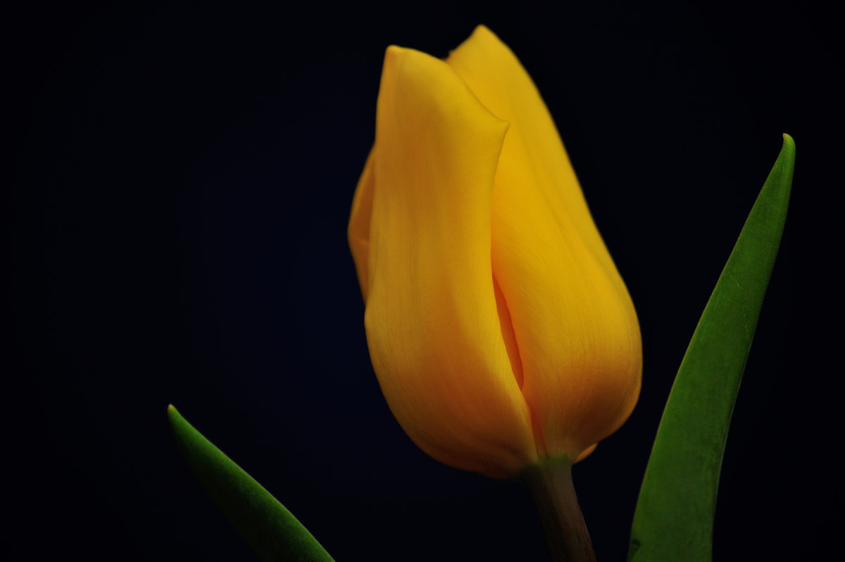Жёлтый тюльпан - Аня Тёмная