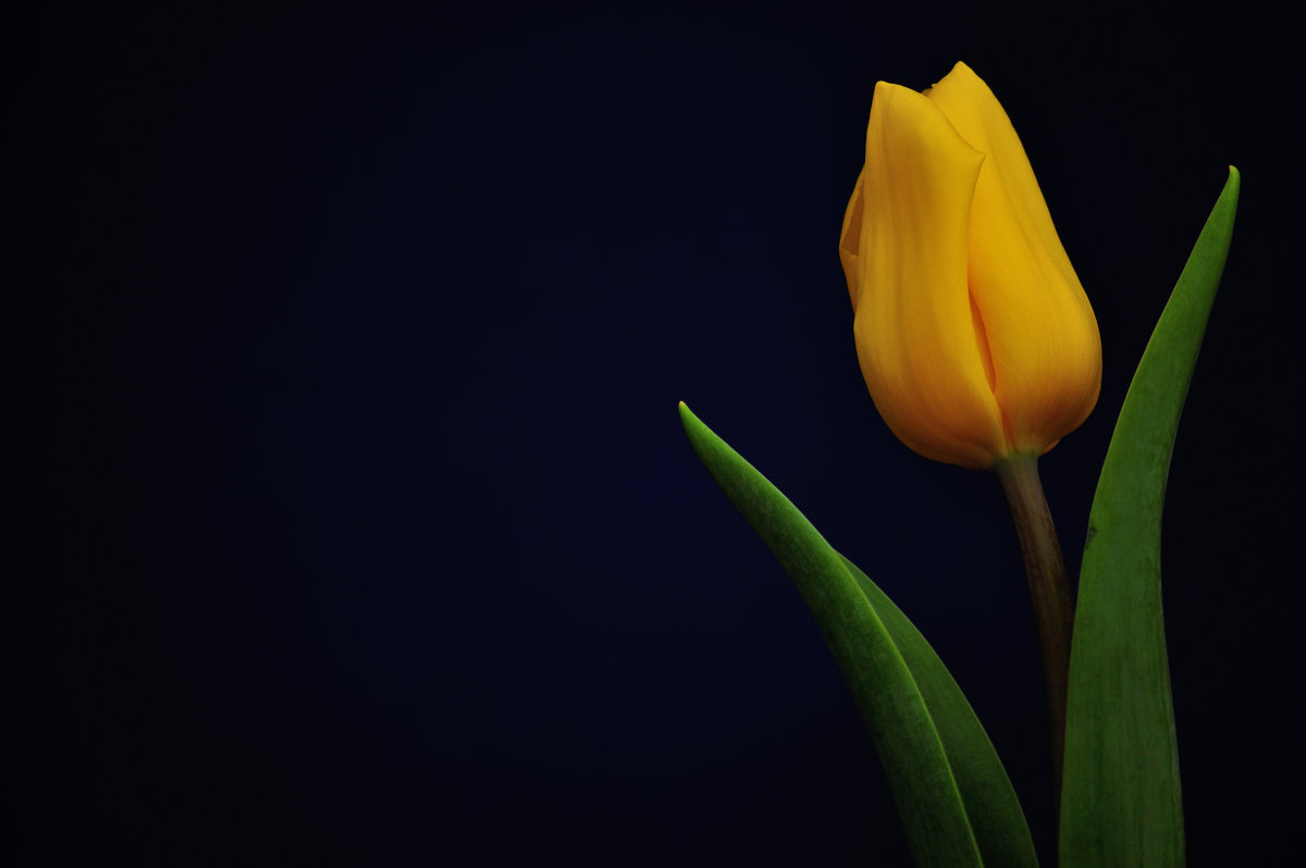 Жёлтый тюльпан - Аня Тёмная