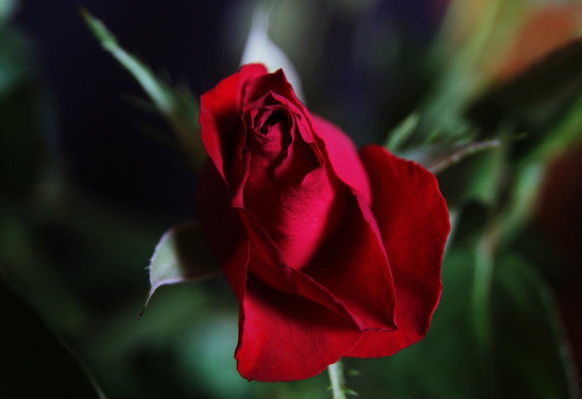 Красная Роза Любви - Damir Si