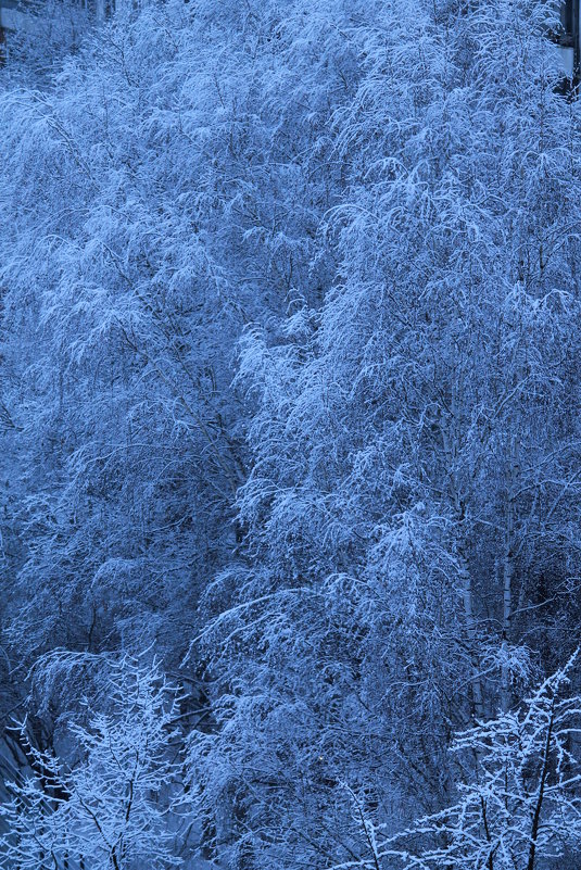 снежные деревья - нестор сидоров