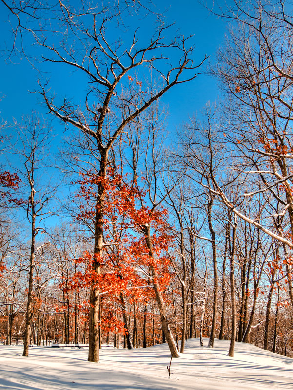 Willson&#39;s Woods Park, NYC - Vadim Raskin