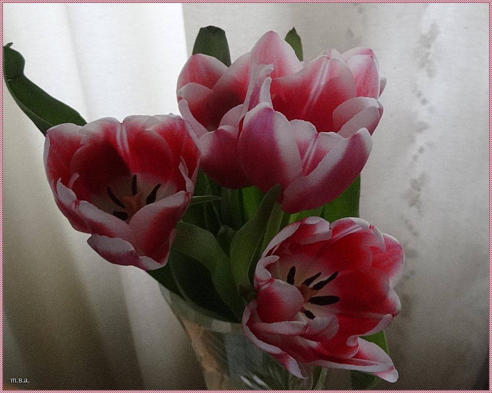 Тюльпаны - Вера 