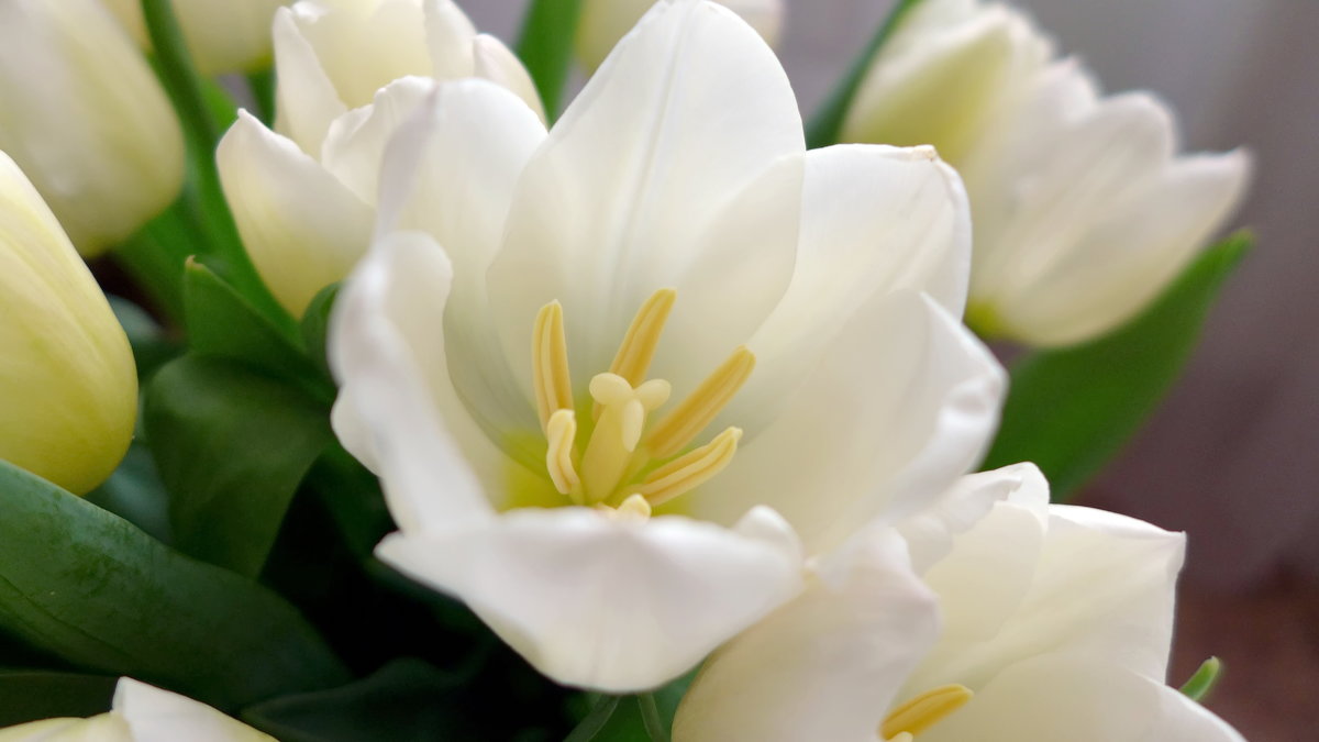 Белый тюльпан - Валерий Судачок