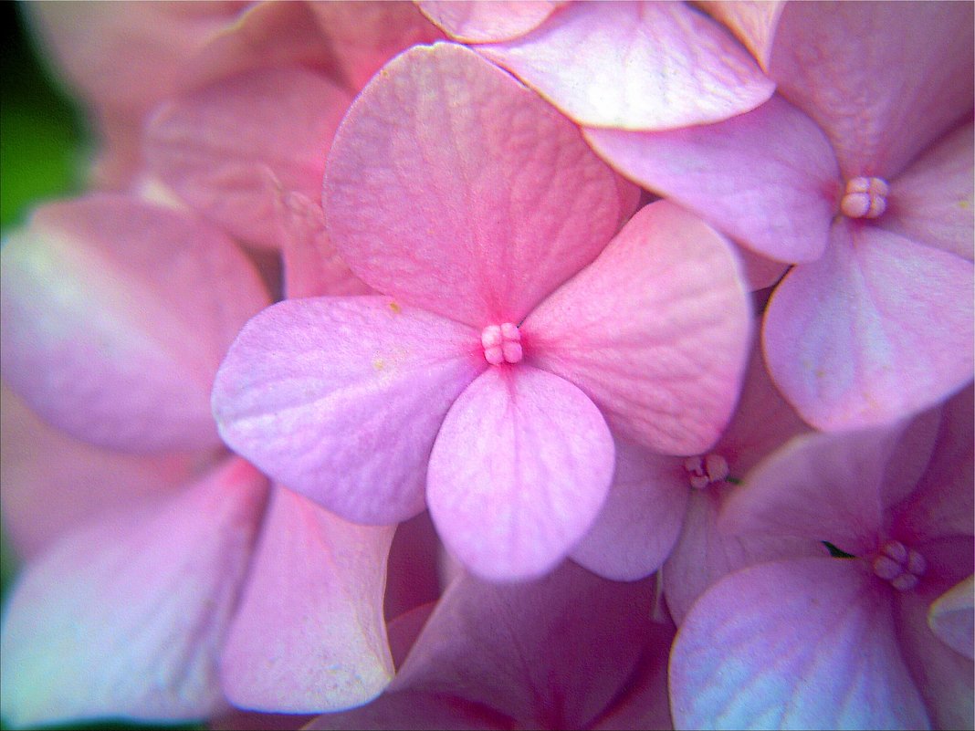 Маленький цветочек - Михаил 