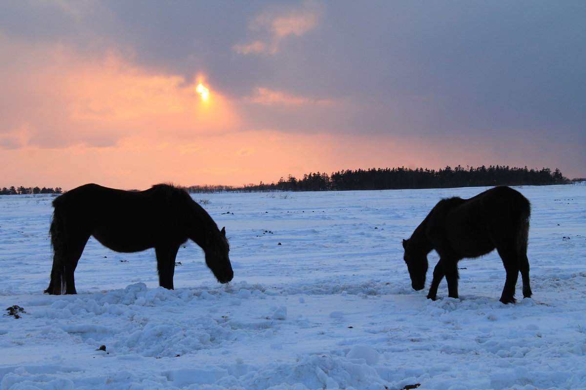 Лошади зимой - Валентина Боровкова