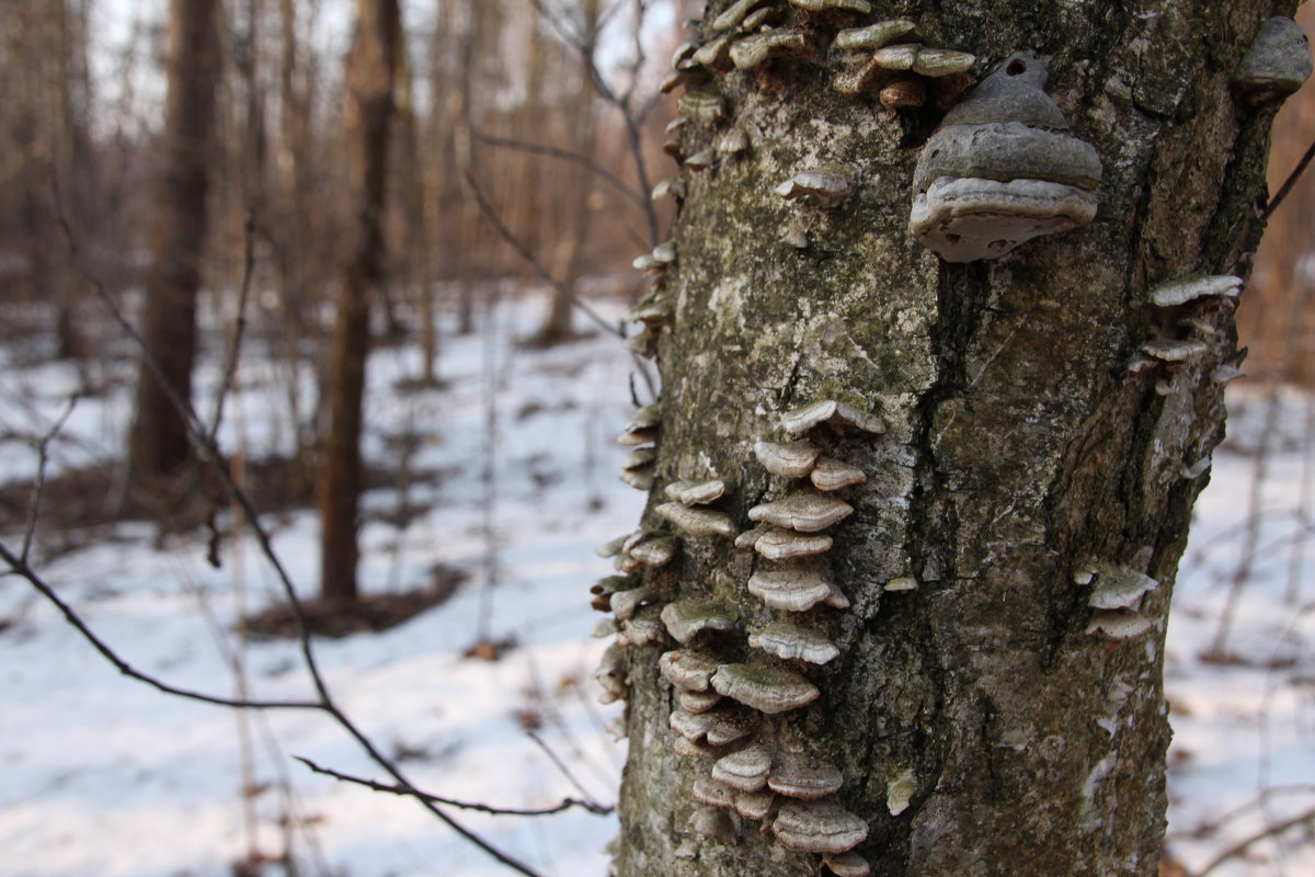 грибы на дереве - Илья 