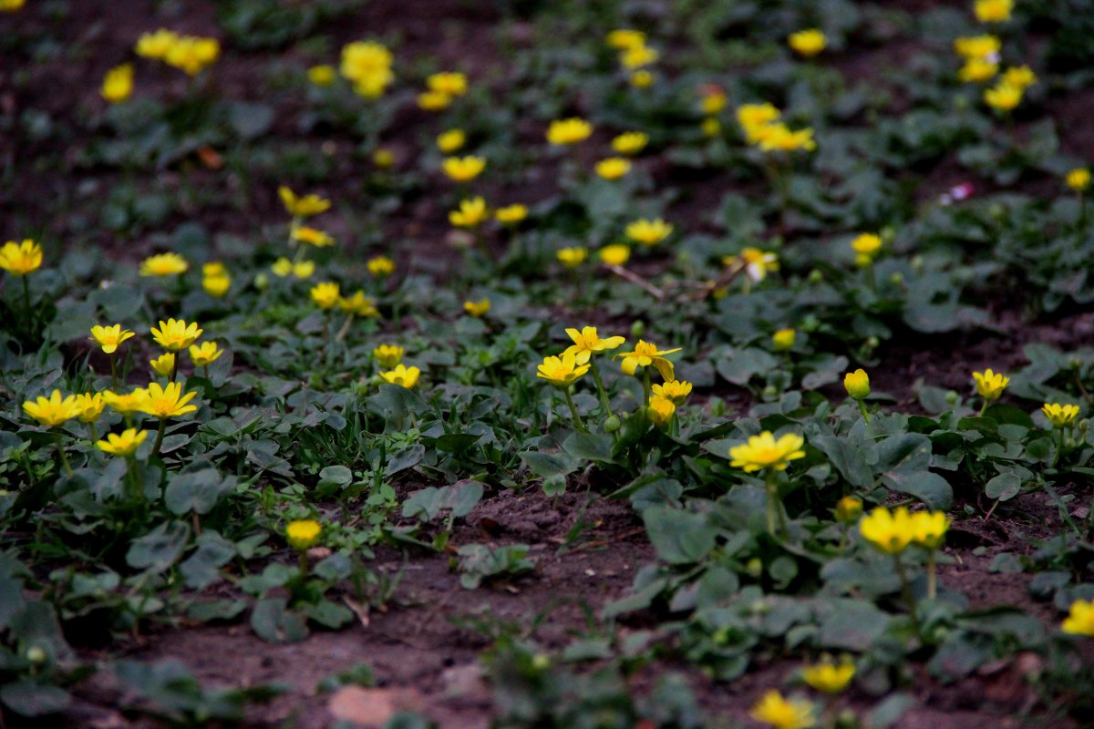 Spring Time - Полина Воркачева