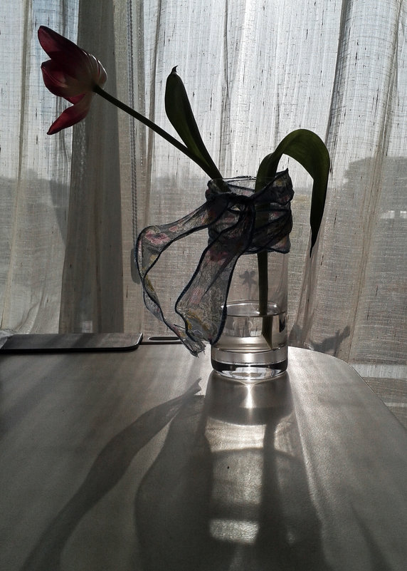 Стакан с лентой и увядающим тюльпаном на рабочем столе после праздников - Татьяна [Sumtime]