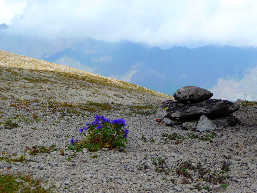 Цветок и Камень на склонах Эльбруса. (...Или кто-то просто окаменел от такой красоты...) - Vladimir 070549 