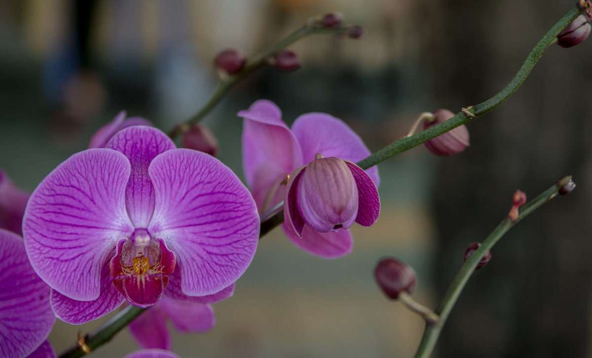 Орхидея - Лариса Макарова