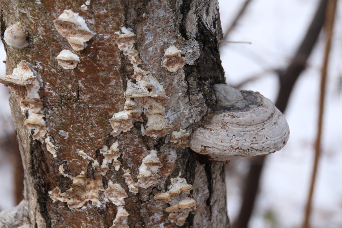грибы на дереве - Илья 