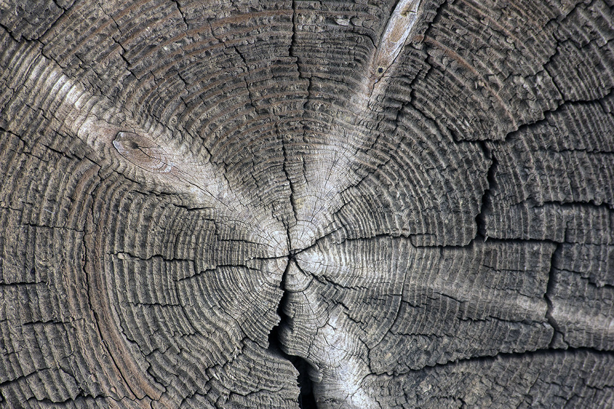 Старое, старое дерево - Евгений Барзенков