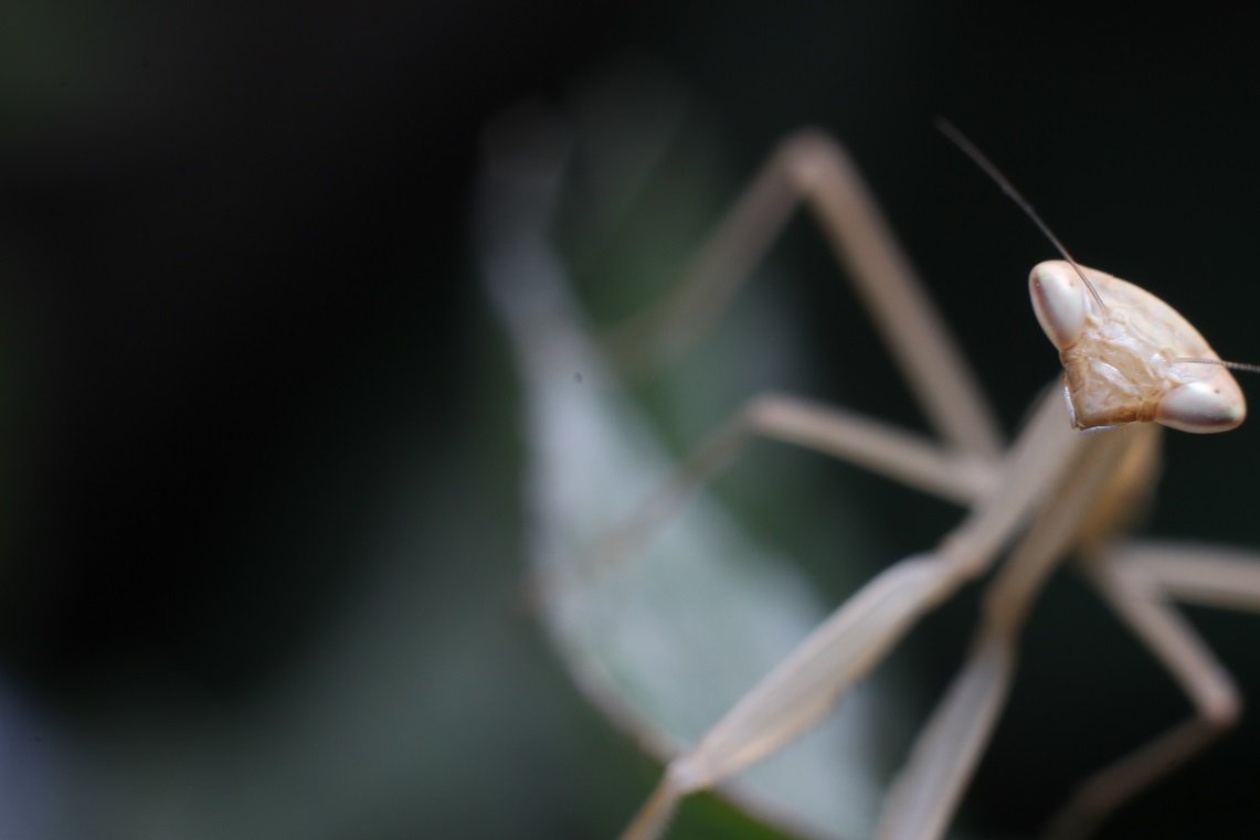 фото - mishanya boru