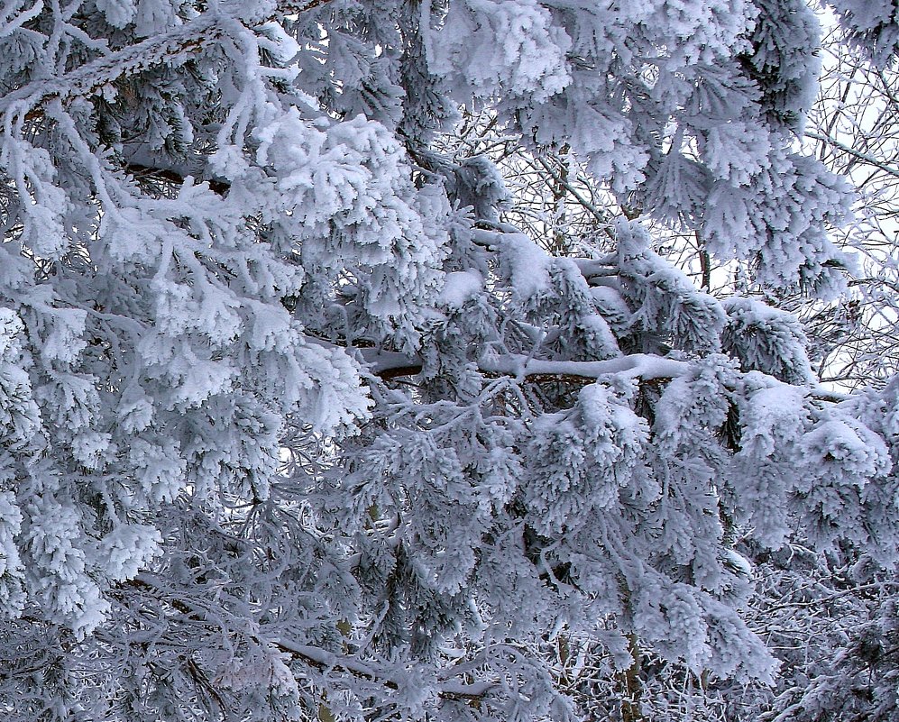 *** - Валерия  Полещикова 