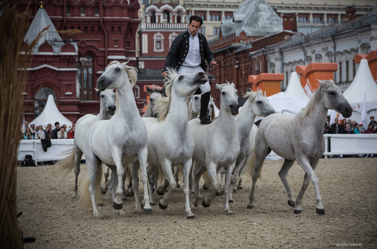 03 Конное шоу - Lorenzo Emotion horse show in Moscow - Максим Максимов