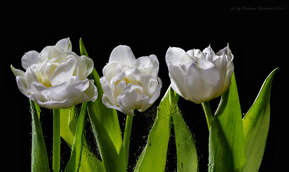 Белые тюльпаны - Светлана Л.