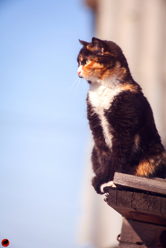 Кошка на крыше - Павел Крутенко